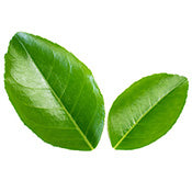 Teami Lime Leaf Ingredient