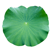Teami Lotus Leaf Ingredient